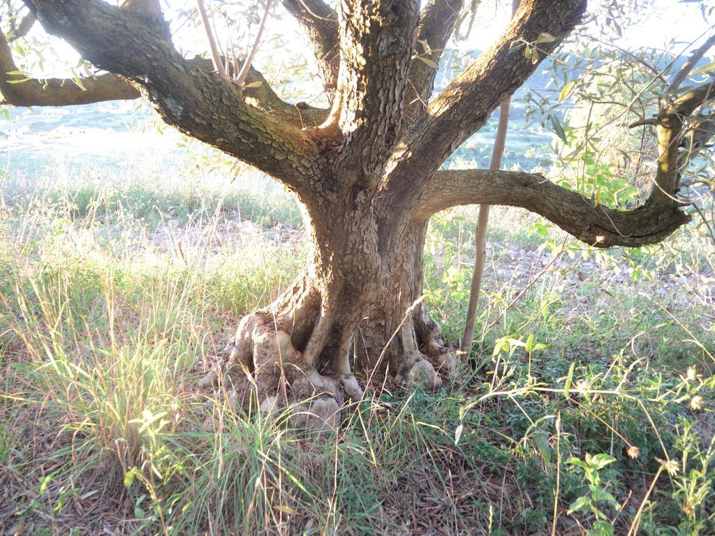 Pontet-Fronzele Agrotourisme Ecologique, Maison D'Hotes & Spa Lagorce  Εξωτερικό φωτογραφία